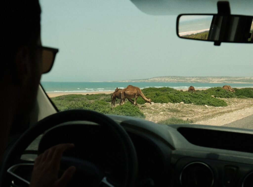 rondreis-marokko-kamelen-langs-de-weg-travel-around