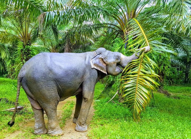 Siem Reap (aankomst)