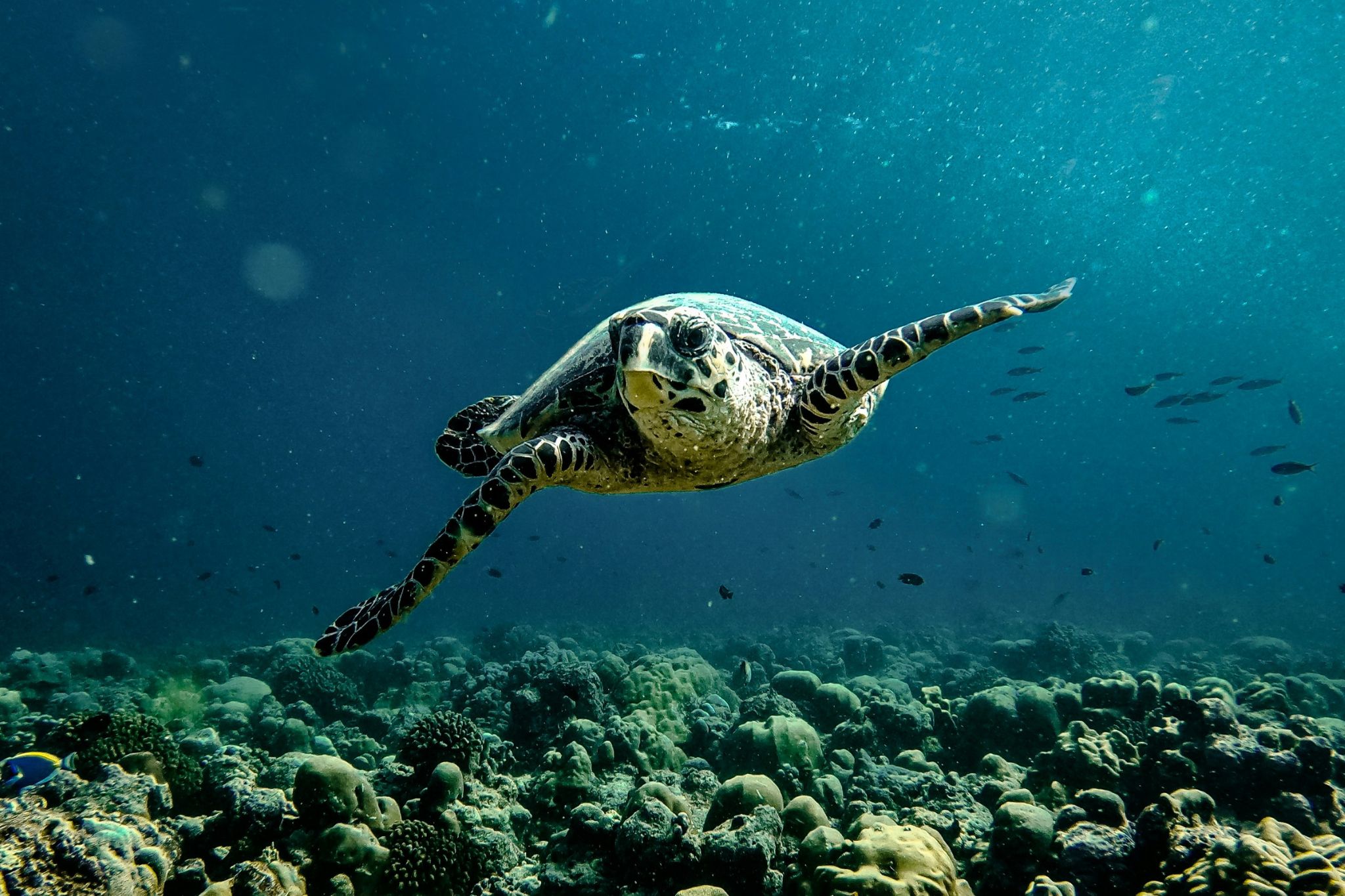 Verlenging: Padi Open Water cursus